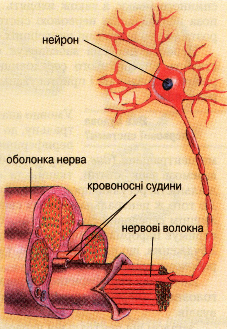 Будова нерва