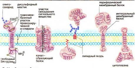 Bio10 14 4.jpg