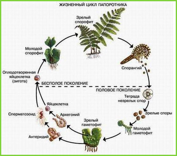 Життєвий цикл папороті