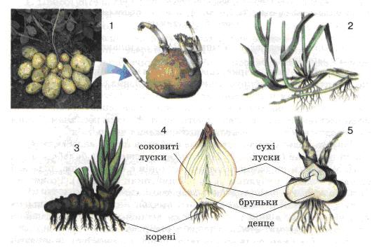 Мал. 64. Підземні видозміни пагона.jpg