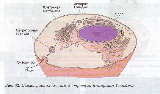 Комплекс Гольджи