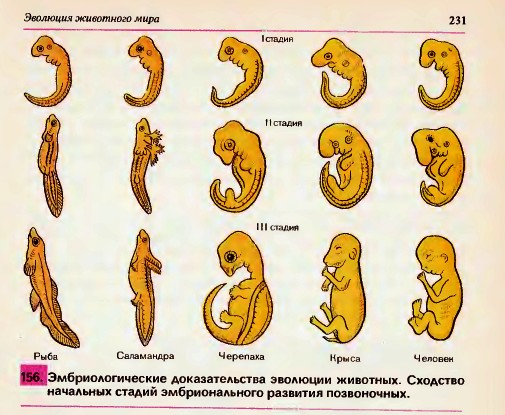 Эмбриологические доказательства эволюции