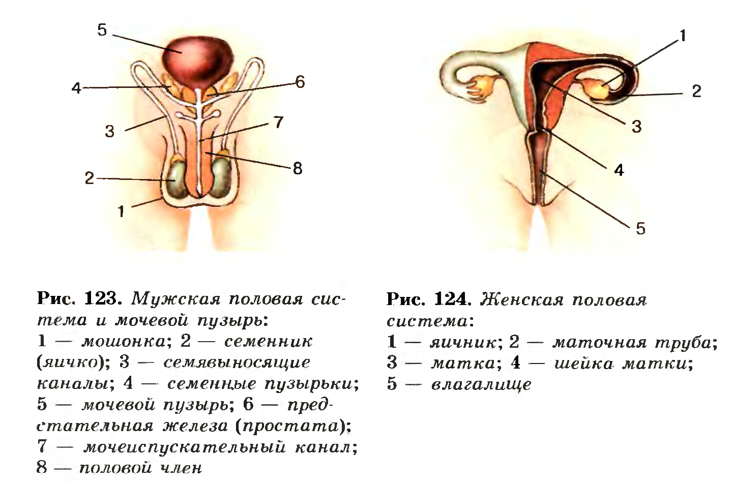 Половая система