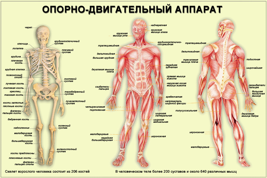 схема опорно-двигательной системы