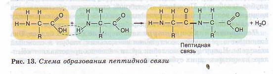 Образование пептидной связи