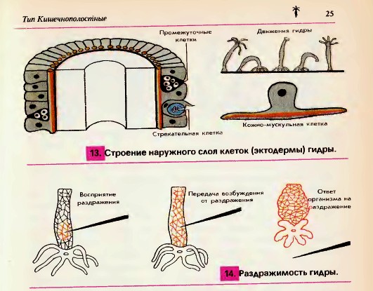 Гидра