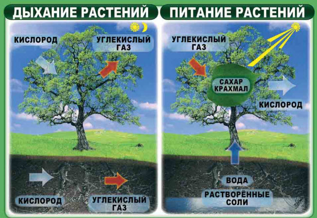 Дихання та живлення рослин