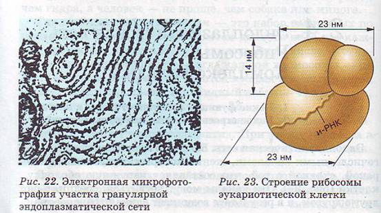 Эндоплазматическая сеть. Рибосомы.