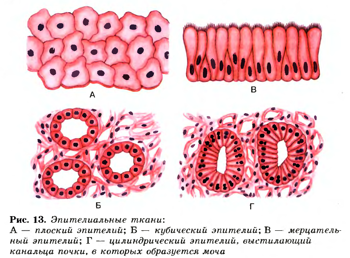 Эпителиальные ткани