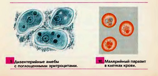 Многообразие, значение и общие черты простейших