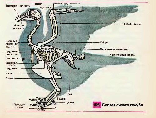 Скелет голубя