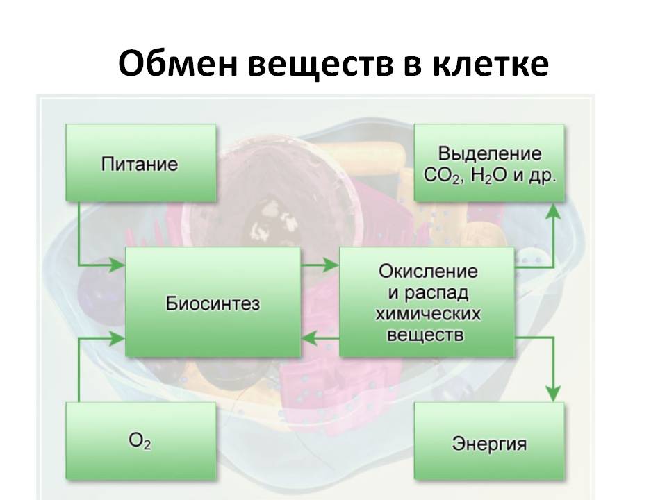 Обмен веществ в клетке. фото