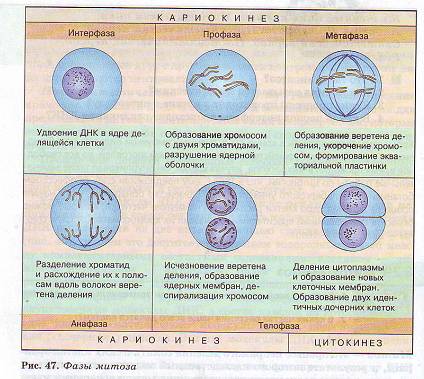 Фазы митоза