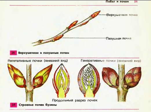 Строение почек бузины