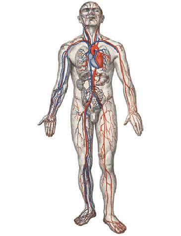 кровеносная система человека