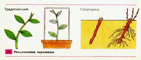 Вегетативное размножение черенками