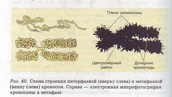 Схема строения хромосом