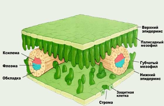 Внутрішня будова листя