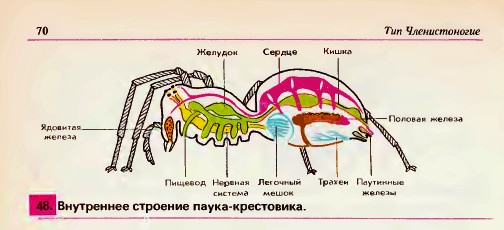 Паук-крестовик.