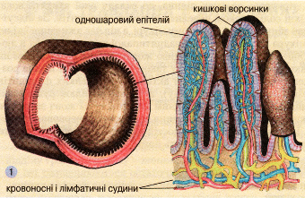 Будова ворсинок кишечнику