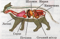 Внутрішня будова ссавця