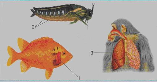 Priroda6 3 8.jpg