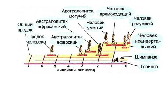 Biol11 t29 prez16.jpg