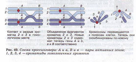 Схема кроссинговера