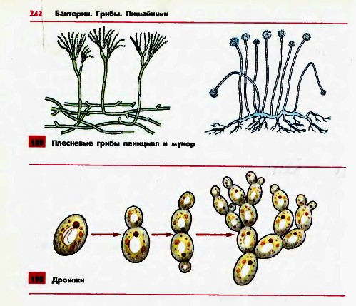Плесневые грибы и дрожжи