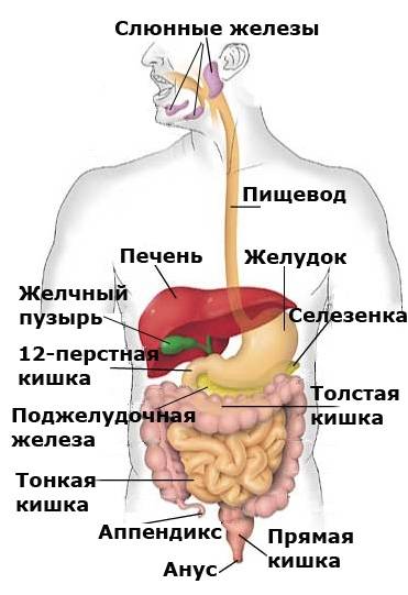 Організм людини