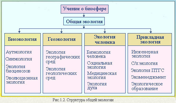 Сьруктура общей экологии