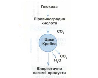 Схема циклу Кребса