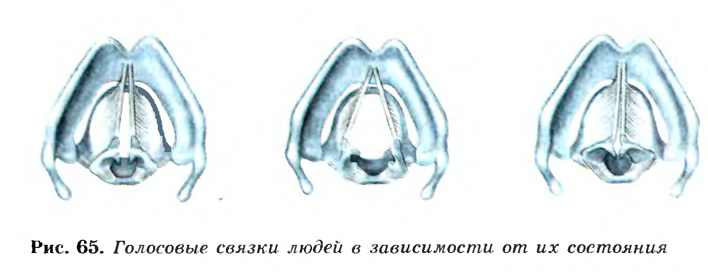 Голосовые связки