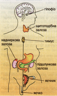 Ендокринна система