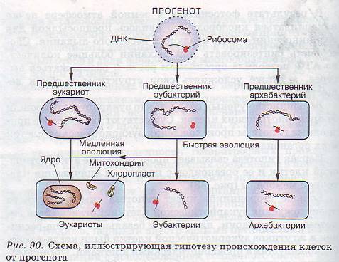 Происхождение клеток