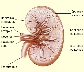 Строение почки. фото
