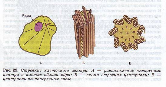 Клеточный центр