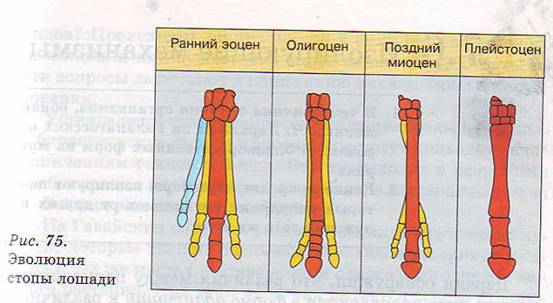Эволюция стопы лошади