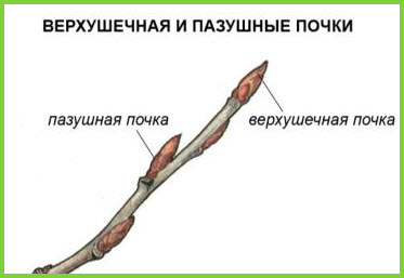 Верхівкові і пазушні бруньки