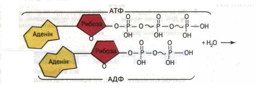 Будова АТФ та механізм перетворення АТФ у АДФ ( ~ - високоенергетичний зв'язок)