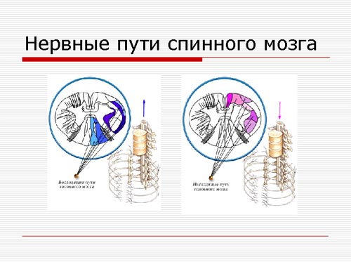 Нервные пути спинного мозга. фото