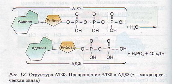 Структура АТФ