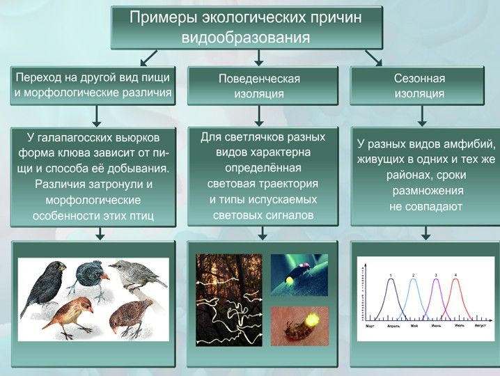 микроэволюция