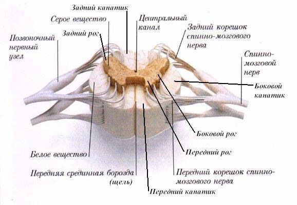 изиология спинного мозга