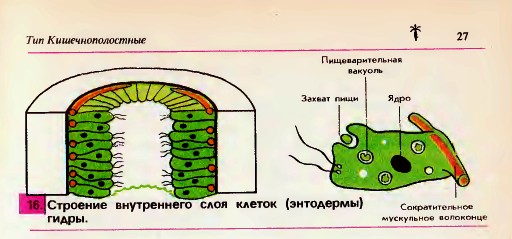 Особенности внутреннего строения гидры