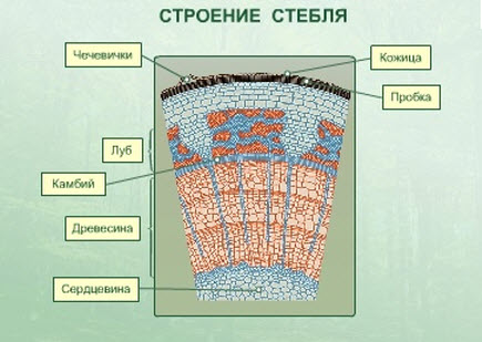 Внутрішня будова стебла