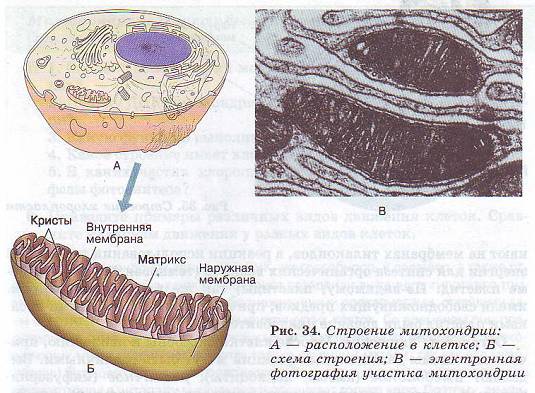 Строение митохондрии