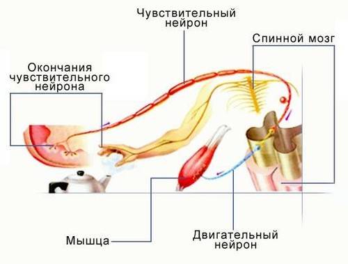 рефлекторная дуга