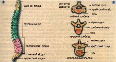 Відділи хребта (1), будова хребців (2)