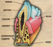 Будова зуба